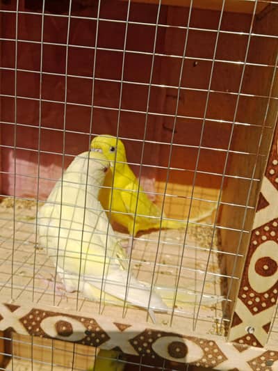 under exhibition breader pair/Australian red eyes parrot