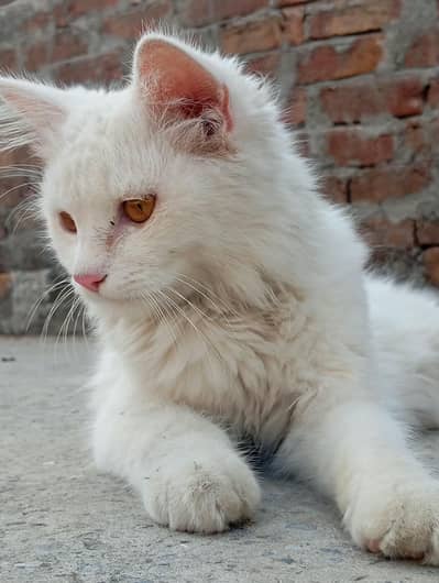persion cat male best