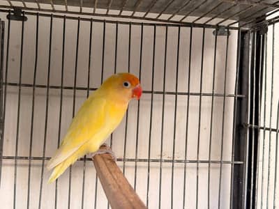 pure breeder pair sale