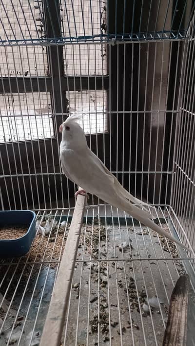 white cockatiel