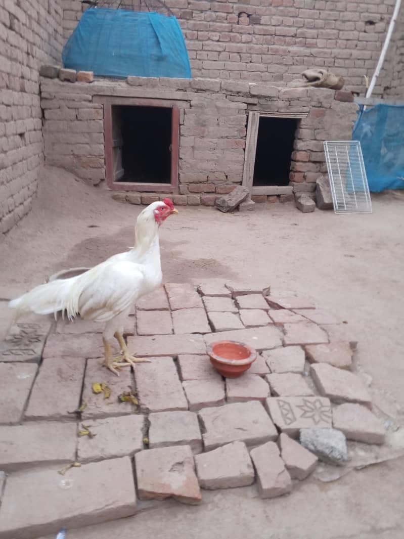 White Aseel 0