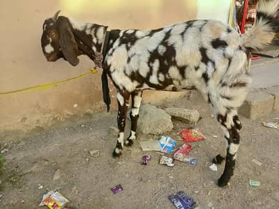 goat for sale