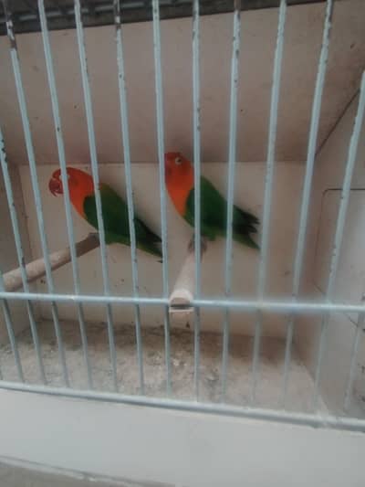 Love birds breeder pair with Box eggs etc