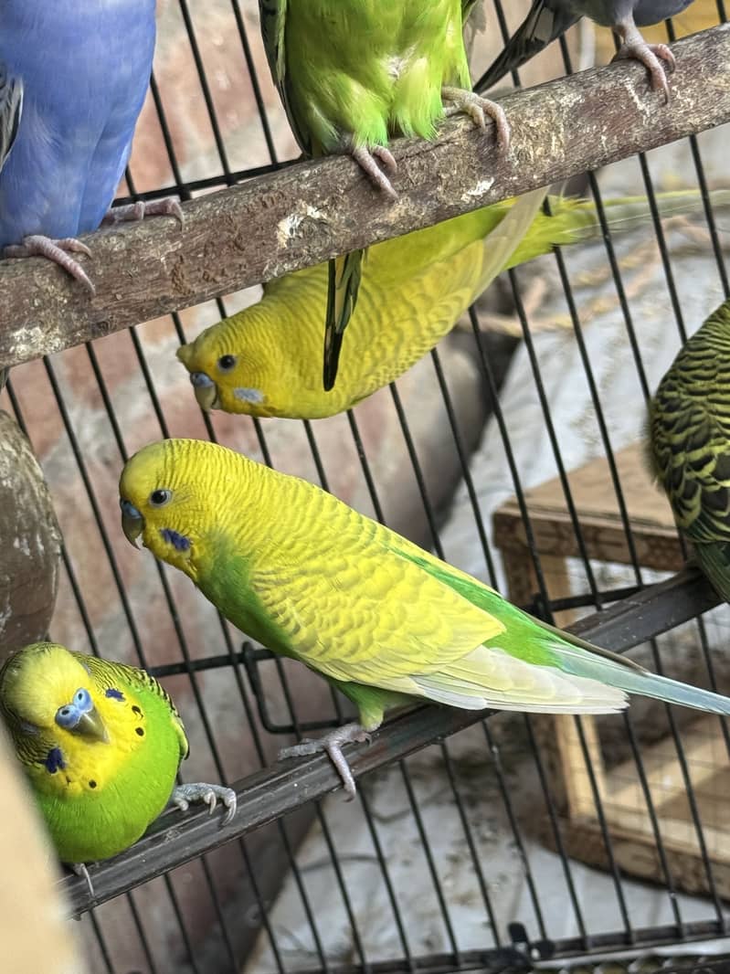 bareeder Pair Cunform 0