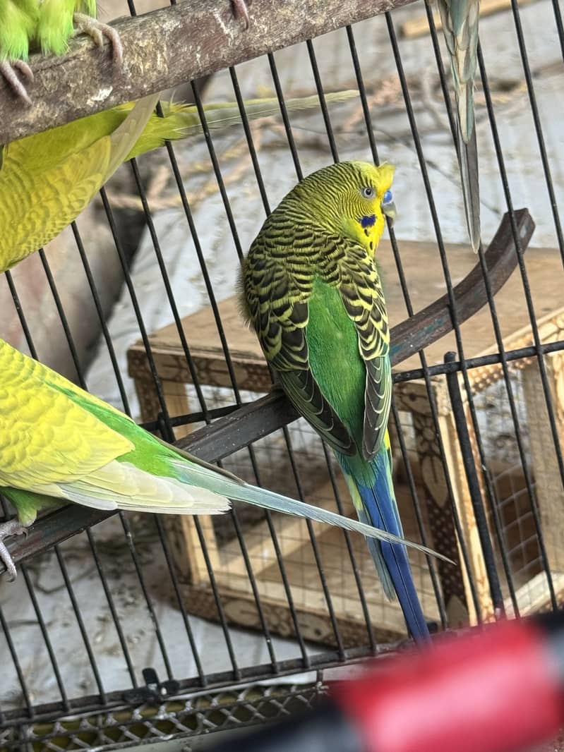 bareeder Pair Cunform 1