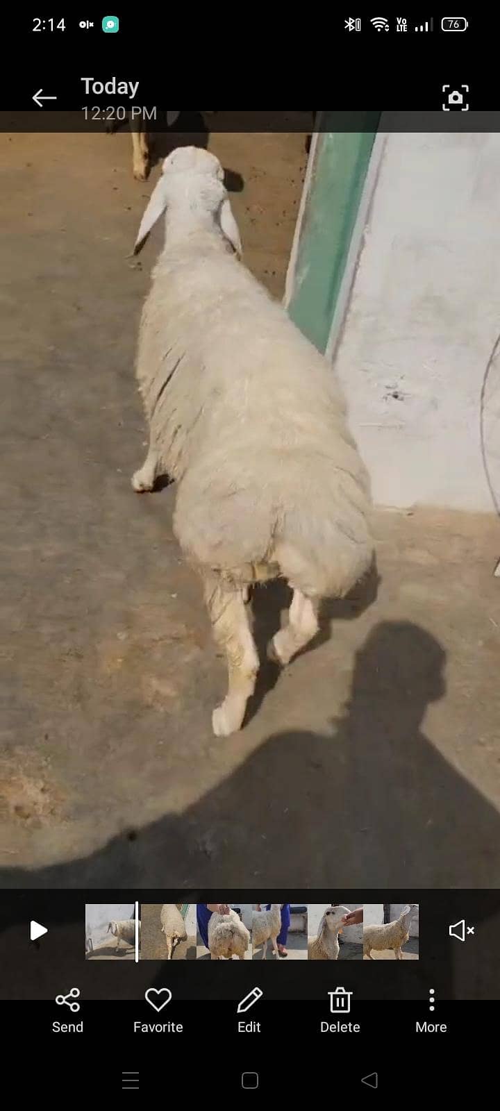 turkey dumba 3