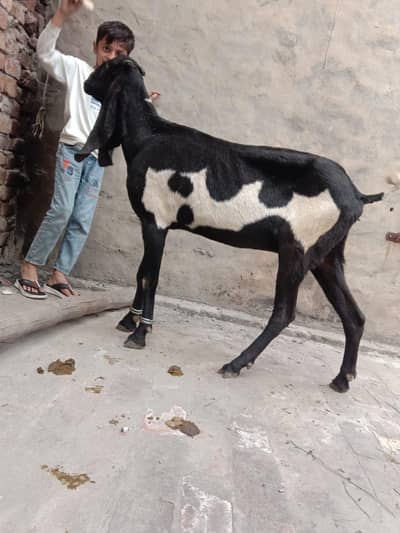 mashallah Kali dabi betal path