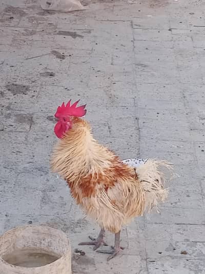 Urgent sale
