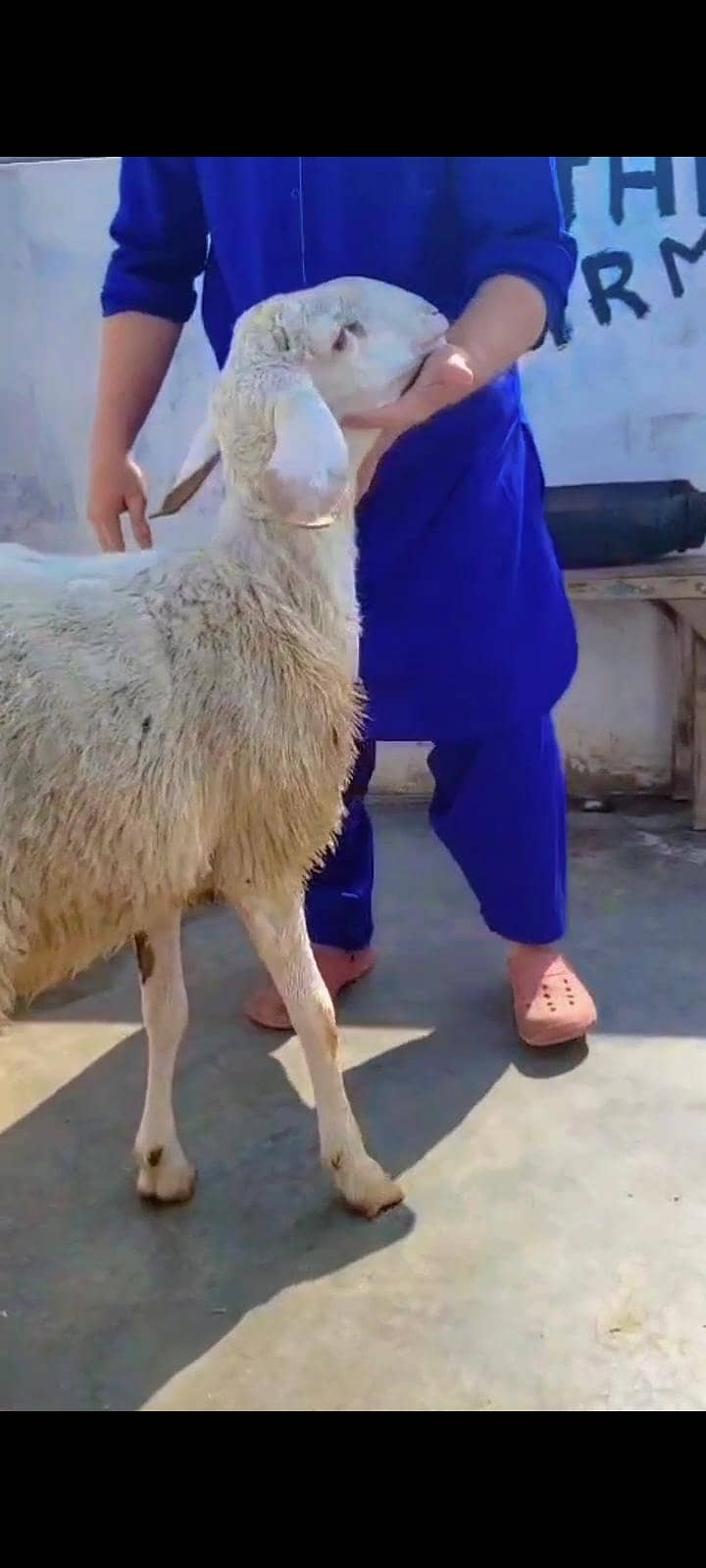 turkey dumba 0