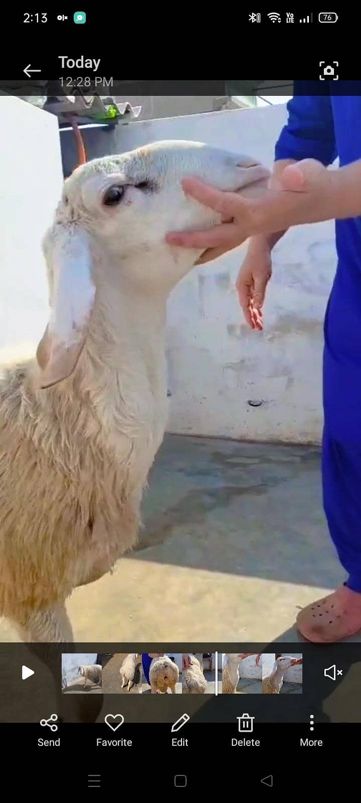 turkey dumba 3