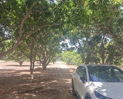 Prime Location Farm House Plot For Sale In Beautiful Budla Road