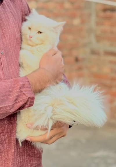 health persian male fully vaccinated