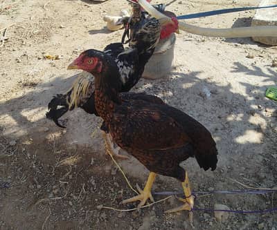 aseel patha or aseel sindhi madi