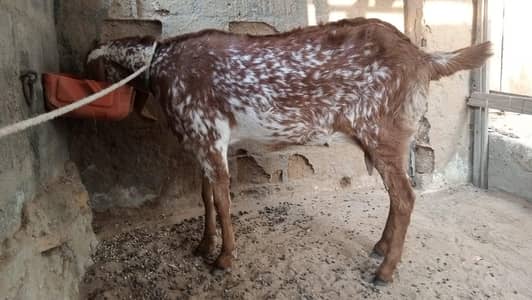 Makka chini female