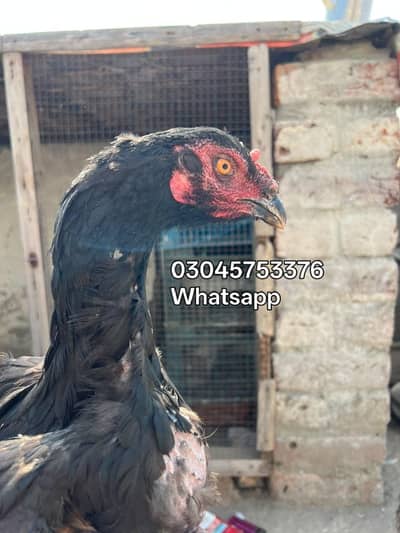 female for sale