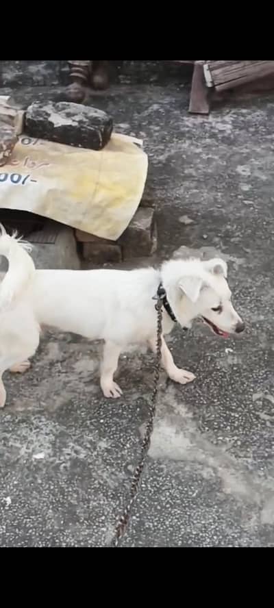 rassian black nose