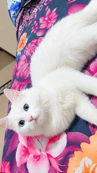 Beautiful healthy and Activ Persian cat available for sale