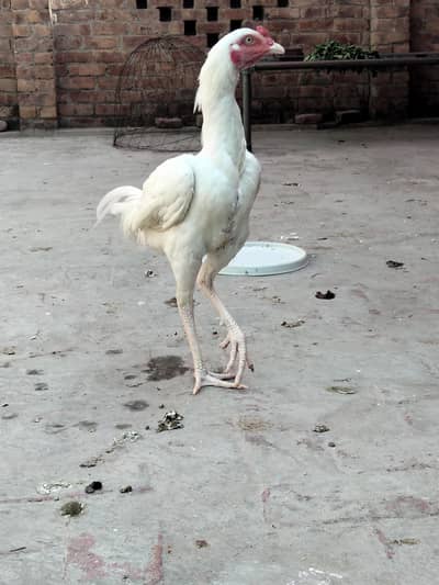 Salayta Aseel Pair available ha 03099019811