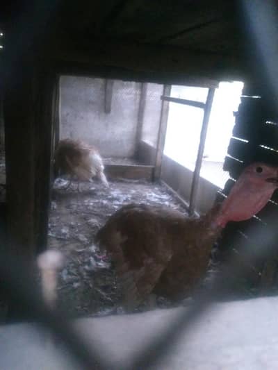 Dark Brown Turkey pair ready to breed