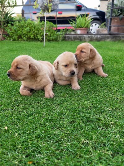 Top Quality Labrador Puppies