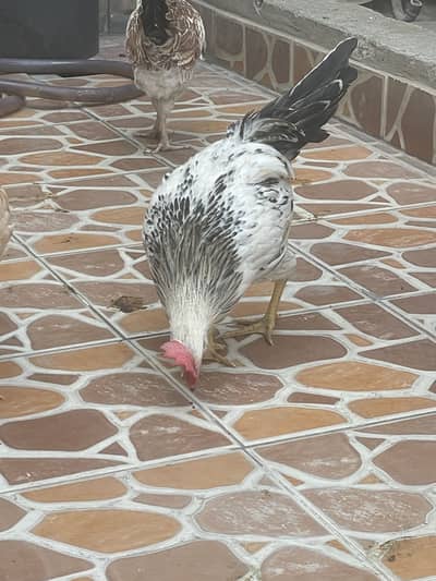 Desi patha male