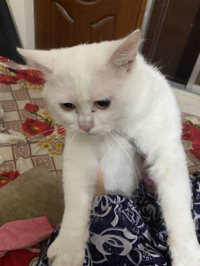 Persian white color pair