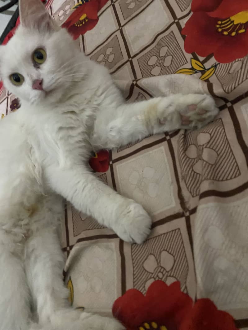 Persian white color pair - Cats - 1121011393