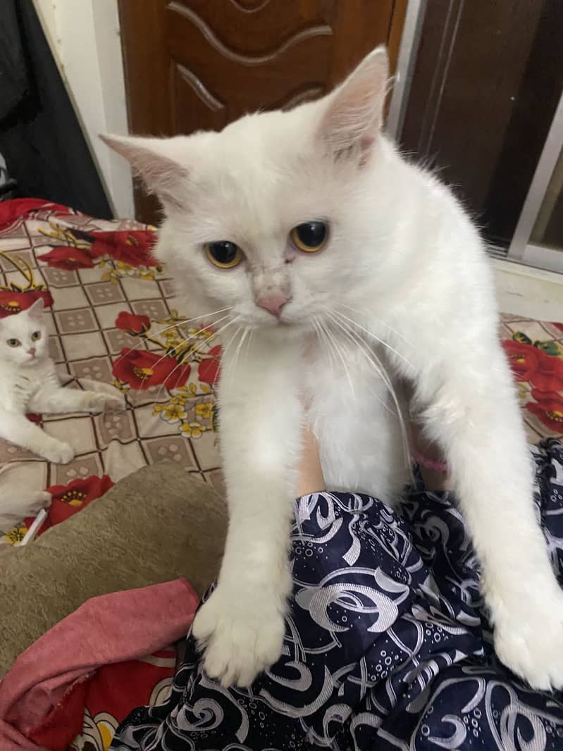 Persian white color pair - Cats - 1121011393