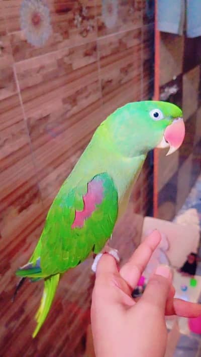 raw parrot male confirm 5 months age healthy and active