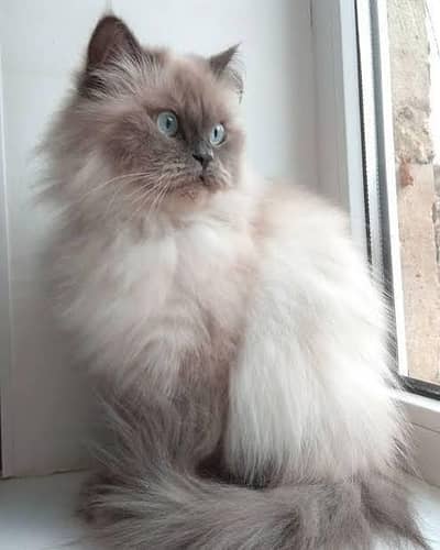 blue eyes female cat
