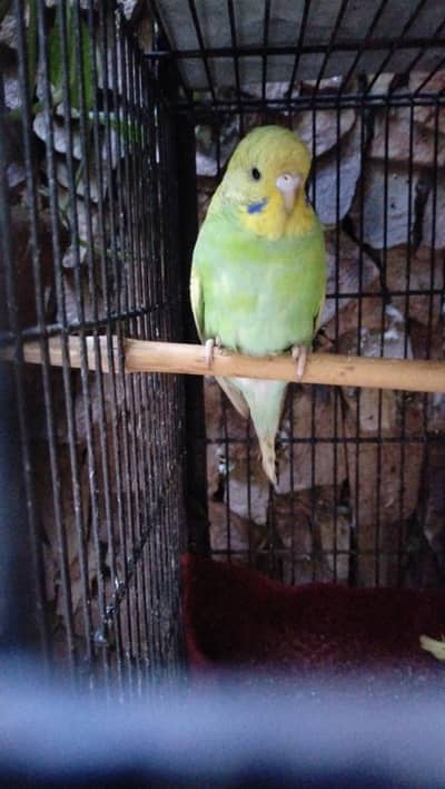 Healthy Australian Budgies