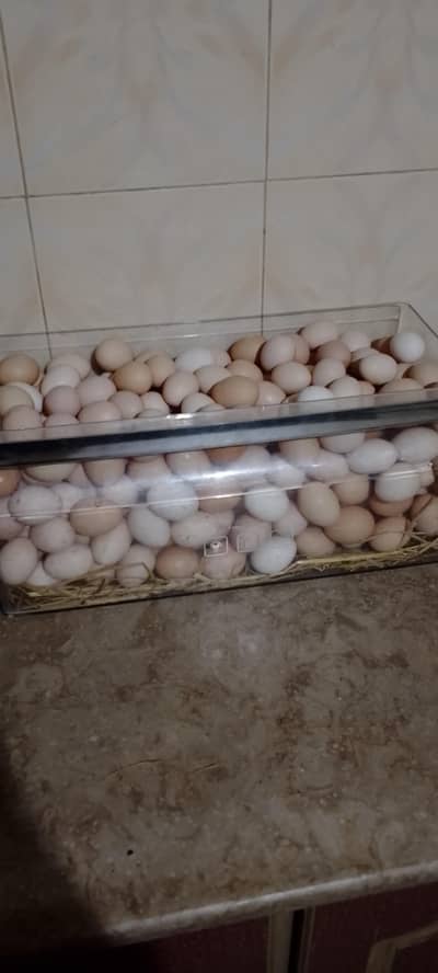 ghr k pure desi fartail eggs available hain
