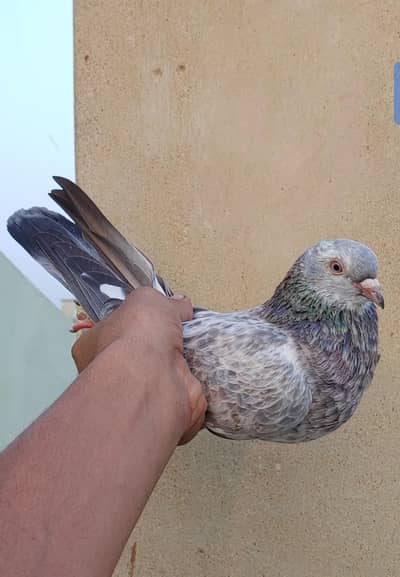 femal for sale kabli
