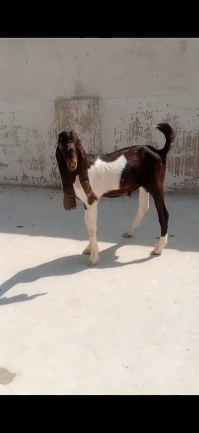 male age 3.5 month