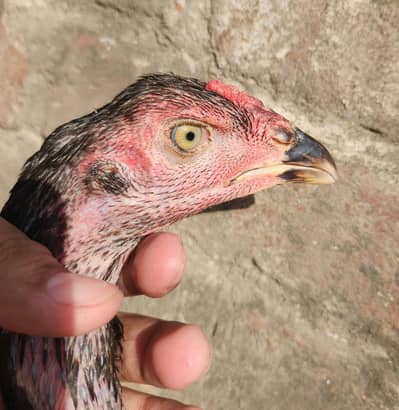 High Quality Bird Burmi Pakoy