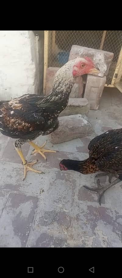 Burmi Hens Home bread 1Male 2 Female