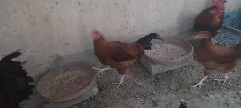 Selling RIR 1