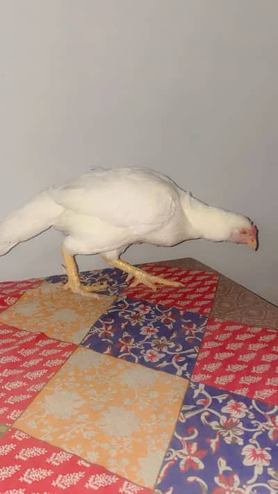 White mian wali Aseel murgi best breeder hen #