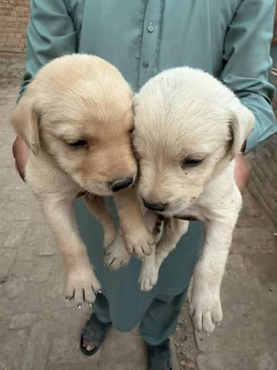 Lab Puppies for Sale Healthy and active