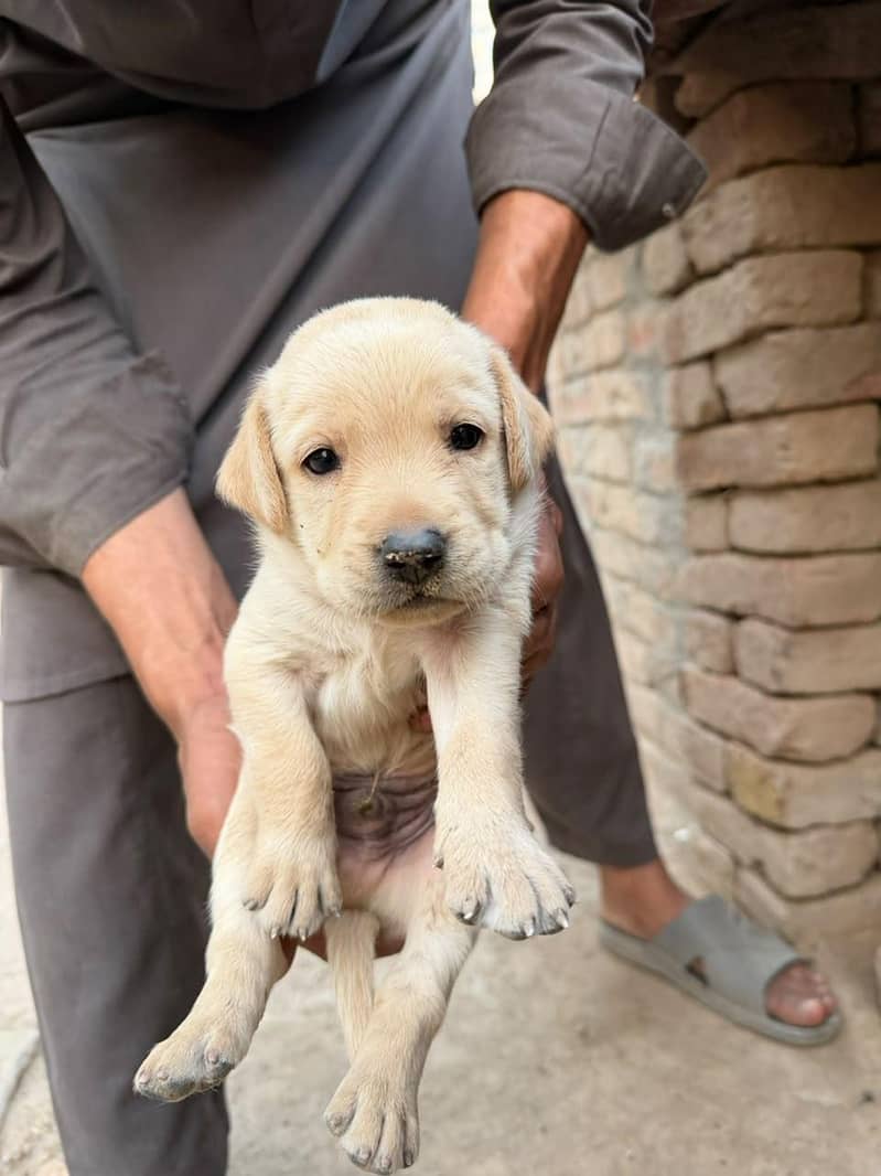 Lab Puppies for Sale Healthy and active - Dogs - 1121011821