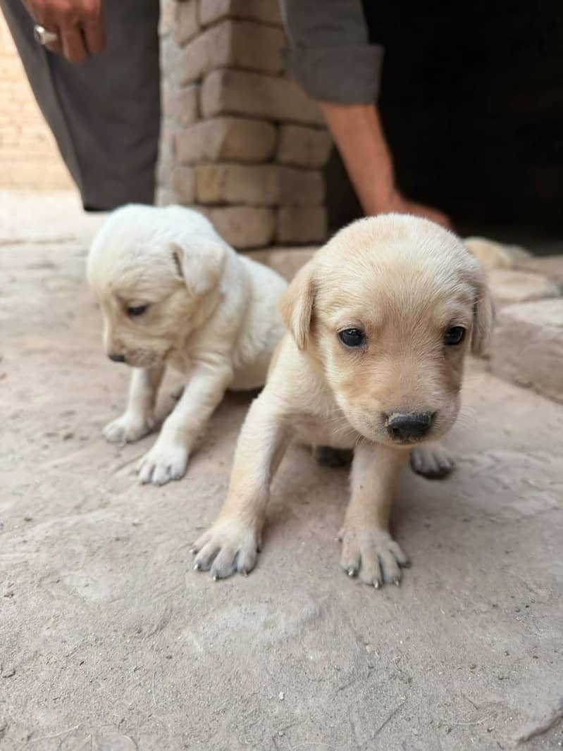 Lab Puppies for Sale Healthy and active - Dogs - 1121011821