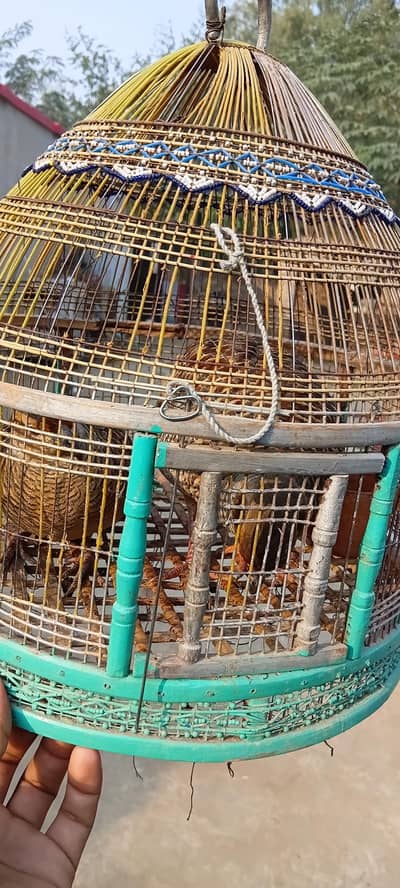 Dakhni Teetar, Green Francolin, Irani Teetar