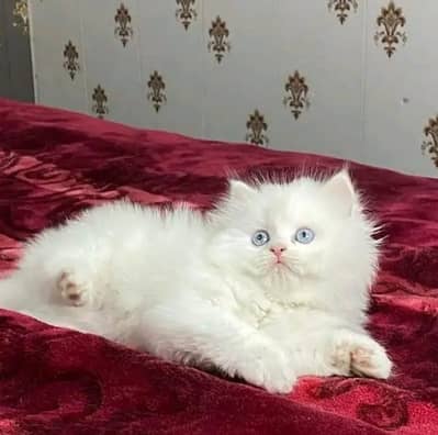 punch face kitten
