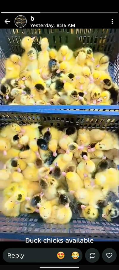 duck chicks available for sale location pakpattan minimum order 50