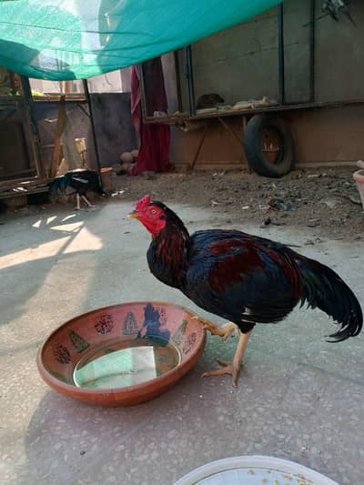 Aseel Chicken for sale on discounted price