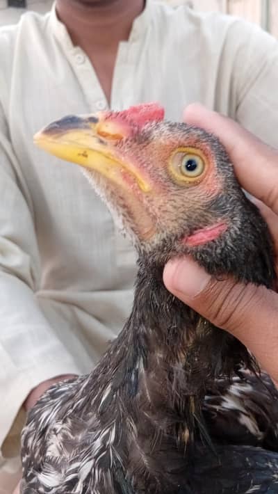 Aseel patha for sale