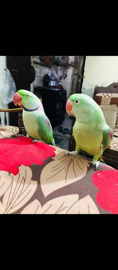 hand made pair talking pearite full active