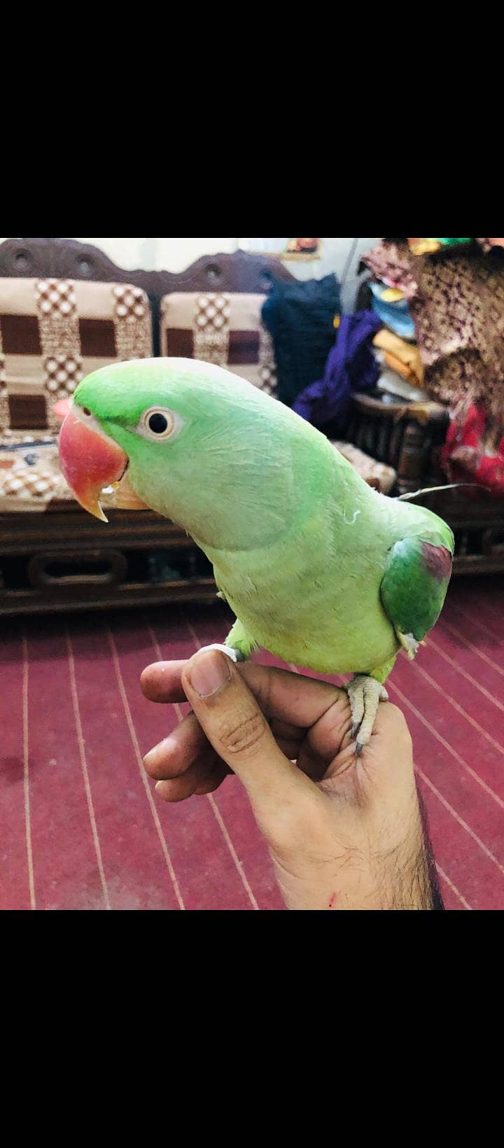 hand made pair talking pearite full active 1