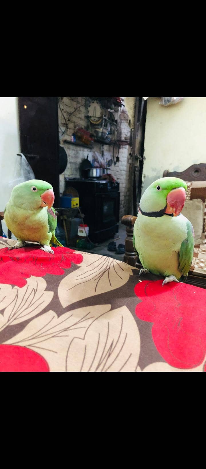 hand made pair talking pearite full active 4