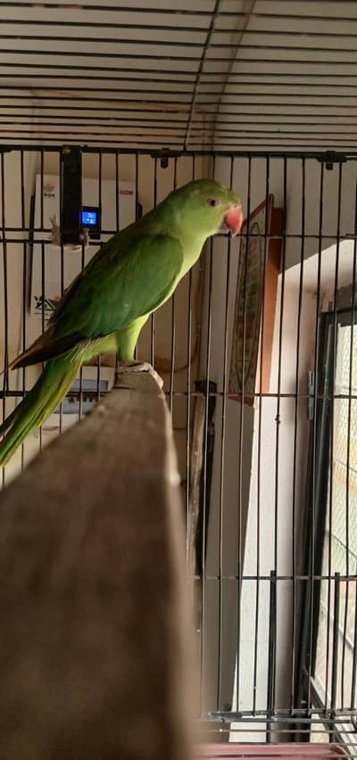 Healty Parrot